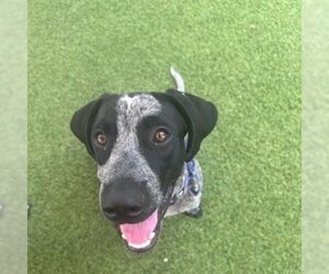 German Shorthaired Pointer Dogs for adoption in Galveston, TX, USA