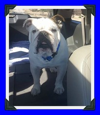 Bulldog Dogs for adoption in Hurst, TX, USA