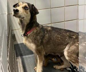 Huskies -Unknown Mix Dogs for adoption in San Antonio, TX, USA