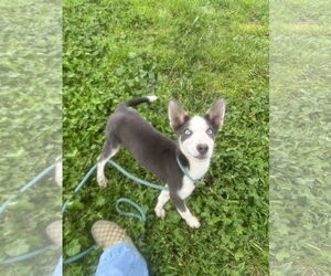 Huskies -Unknown Mix Dogs for adoption in Chico, CA, USA
