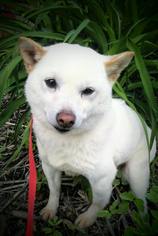 Shiba Inu Dogs for adoption in Mankato, MN, USA