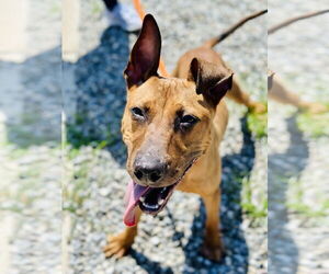 Doberman Pinscher-German Shepherd Dog Mix Dogs for adoption in Jackson , NJ, USA