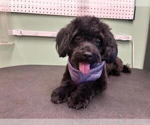 Poodle (Miniature) Dogs for adoption in Orange, CA, USA
