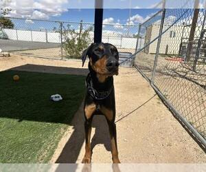 Doberman Pinscher Dogs for adoption in HESPERIA, CA, USA