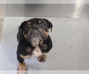 Bulldog Dogs for adoption in Orange, CA, USA