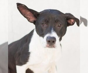 Border Collie-Unknown Mix Dogs for adoption in Tracy, CA, USA