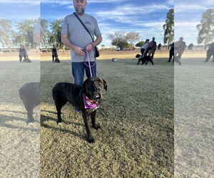Mutt Dogs for adoption in Goodyear, AZ, USA