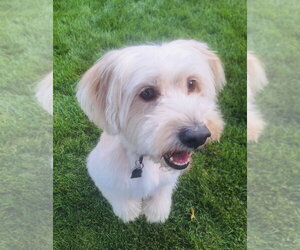 Unknown-Wheaten Terrier Mix Dogs for adoption in Mundelein, IL, USA