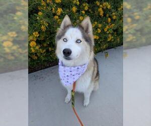 Siberian Husky Dogs for adoption in Redlands, CA, USA