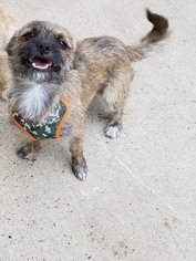 Brussels Griffon-Unknown Mix Dogs for adoption in Spring, TX, USA