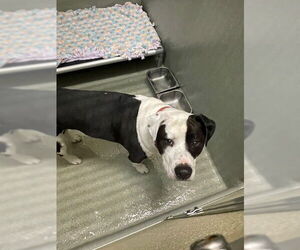 Mutt Dogs for adoption in Lee's Summit, MO, USA