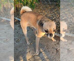 Pug Dogs for adoption in Ramona, CA, USA