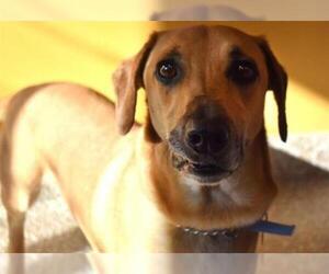 Basset Hound Dogs for adoption in Aurora, CO, USA
