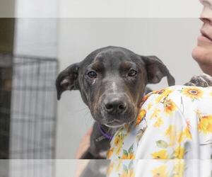 Mutt Dogs for adoption in Mountain Home, AR, USA