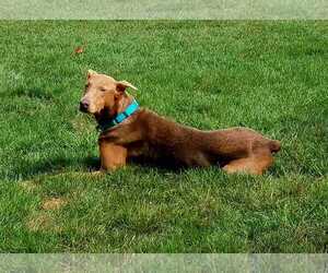 Doberman Pinscher-Unknown Mix Dogs for adoption in Aurora, OH, USA