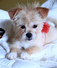 Medium Photo #1 Mutt Puppy For Sale in Morganville, NJ, USA