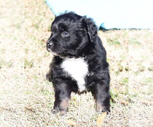 Labrador Retriever-Unknown Mix Dogs for adoption in McKinney, TX, USA