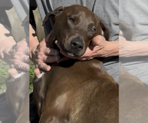 Doberman Pinscher-Unknown Mix Dogs for adoption in Thomasville, NC, USA