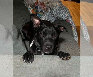 Mutt Dogs for adoption in Candler, NC, USA