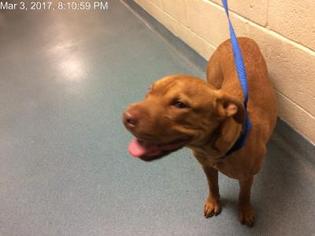 Chinese Shar-Pei Dogs for adoption in West Palm Beach, FL, USA