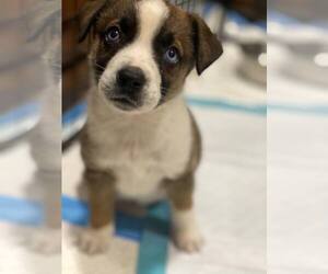 Aussiedor Dogs for adoption in Lewistown, PA, USA