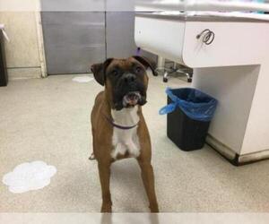 Boxer Dogs for adoption in Riverside, CA, USA