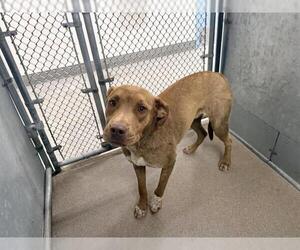 Mutt Dogs for adoption in HESPERIA, CA, USA