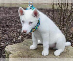 Siberian Husky Dogs for adoption in Belleville, IL, USA