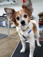 Papillon Dogs for adoption in St. Cloud, MN, USA