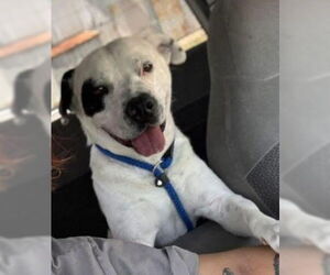 American Pit Bull Terrier-Unknown Mix Dogs for adoption in Grafton, WI, USA