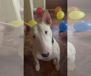 Bull Terrier-Unknown Mix Dogs for adoption in Aurora, CO, USA