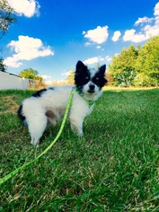 Medium Photo #1 Pomeranian Puppy For Sale in Columbia, MD, USA