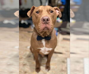 American Bulldog-Unknown Mix Dogs for adoption in Oro Medonte, Ontario, Canada