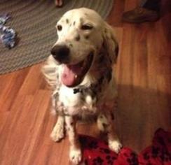English Setter Dogs for adoption in Ramsey, NJ, USA