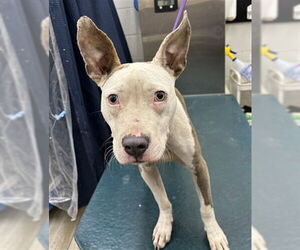 American Pit Bull Terrier-Unknown Mix Dogs for adoption in Mobile, AL, USA