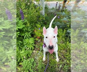 Bull Terrier Dogs for adoption in Frisco, CO, USA
