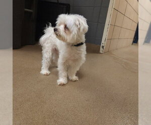 Maltese Dogs for adoption in Fort Wayne, IN, USA