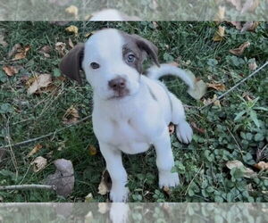 Mutt Dogs for adoption in Mooresville, NC, USA