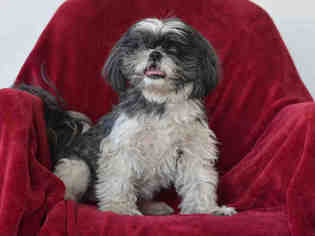 Medium Photo #1 Shih Tzu Puppy For Sale in Jackson, CA, USA