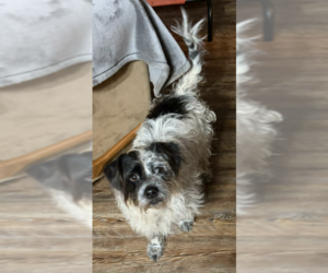 Mutt Dogs for adoption in Cranston, RI, USA