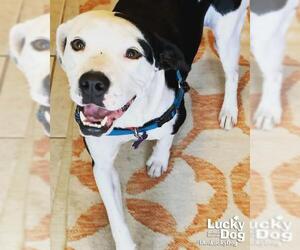 Pointer Dogs for adoption in Washington, DC, USA