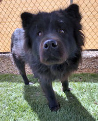 Chow Chow-Unknown Mix Dogs for adoption in Ventura, CA, USA
