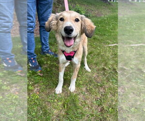 Labrenees Dogs for adoption in Lawrenceville, NJ, USA