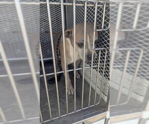 American Pit Bull Terrier Dogs for adoption in Bakersfield, CA, USA