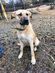 Borador Dogs for adoption in White River Junction, VT, USA