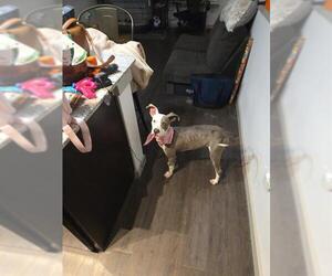 Mutt Dogs for adoption in San Antonio, TX, USA