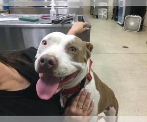 Mutt Dogs for adoption in Riverside, CA, USA