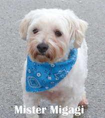 Maltese Dogs for adoption in Mason, MI, USA
