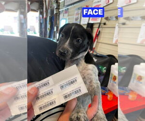 Labrador Retriever-Unknown Mix Dogs for adoption in Foristell, MO, USA
