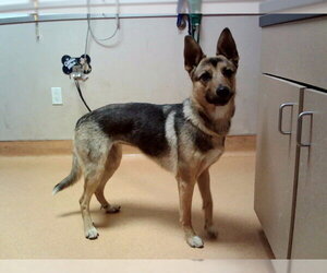 German Shepherd Dog-Unknown Mix Dogs for adoption in Martinez, CA, USA